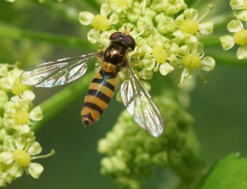 Fagisyrphus cinctus